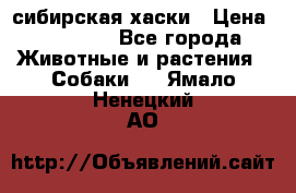 l: сибирская хаски › Цена ­ 10 000 - Все города Животные и растения » Собаки   . Ямало-Ненецкий АО